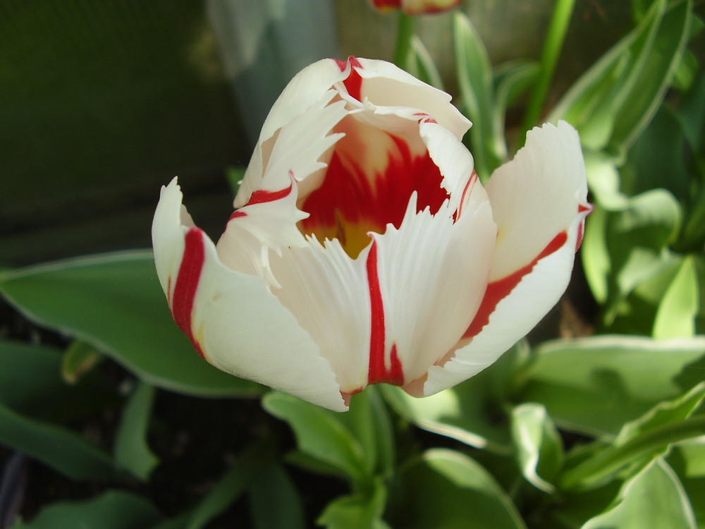 tulpe