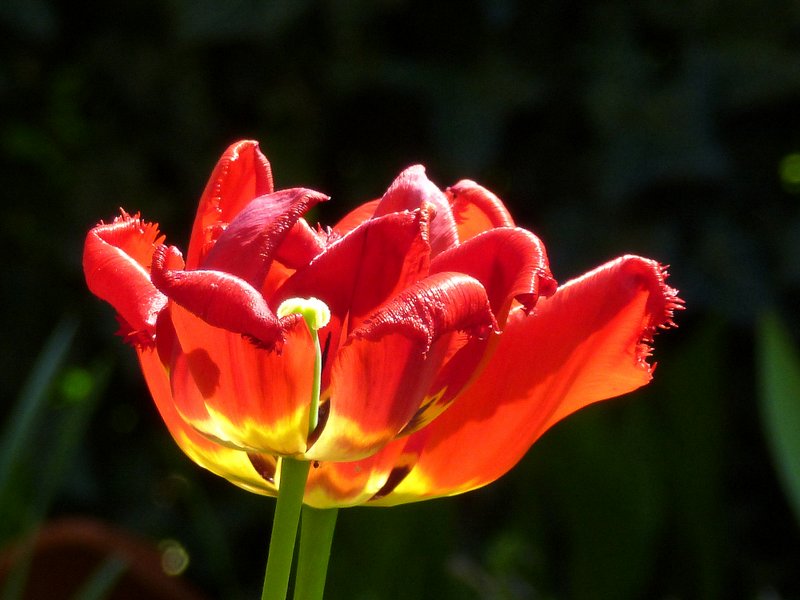 Tulpe