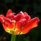 Tulpe