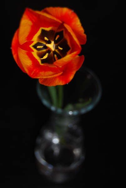 Tulpe