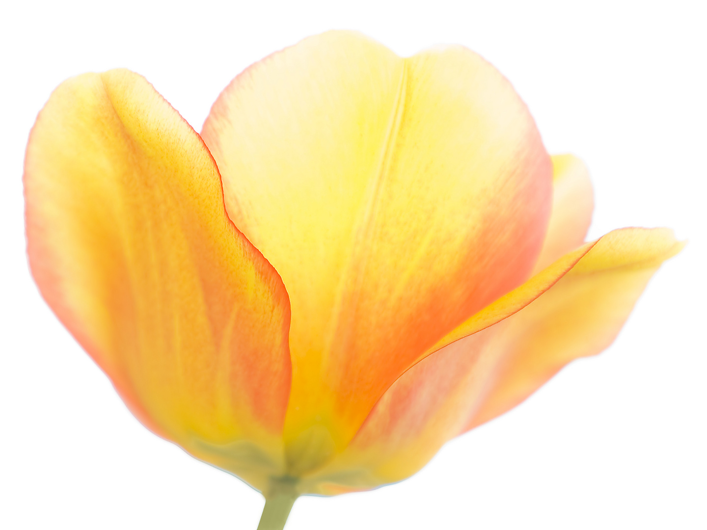 Tulpe