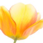 Tulpe