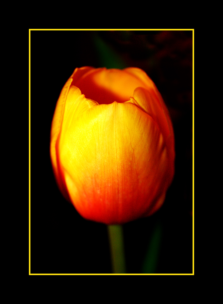 Tulpe...