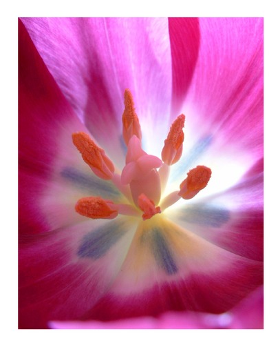 Tulpe