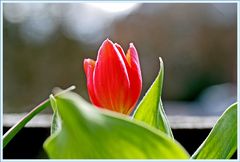 Tulpe