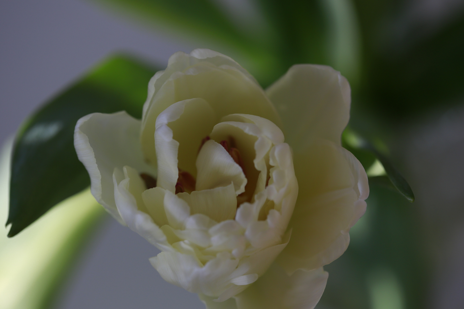 Tulpe