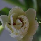 Tulpe