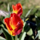 Tulpe