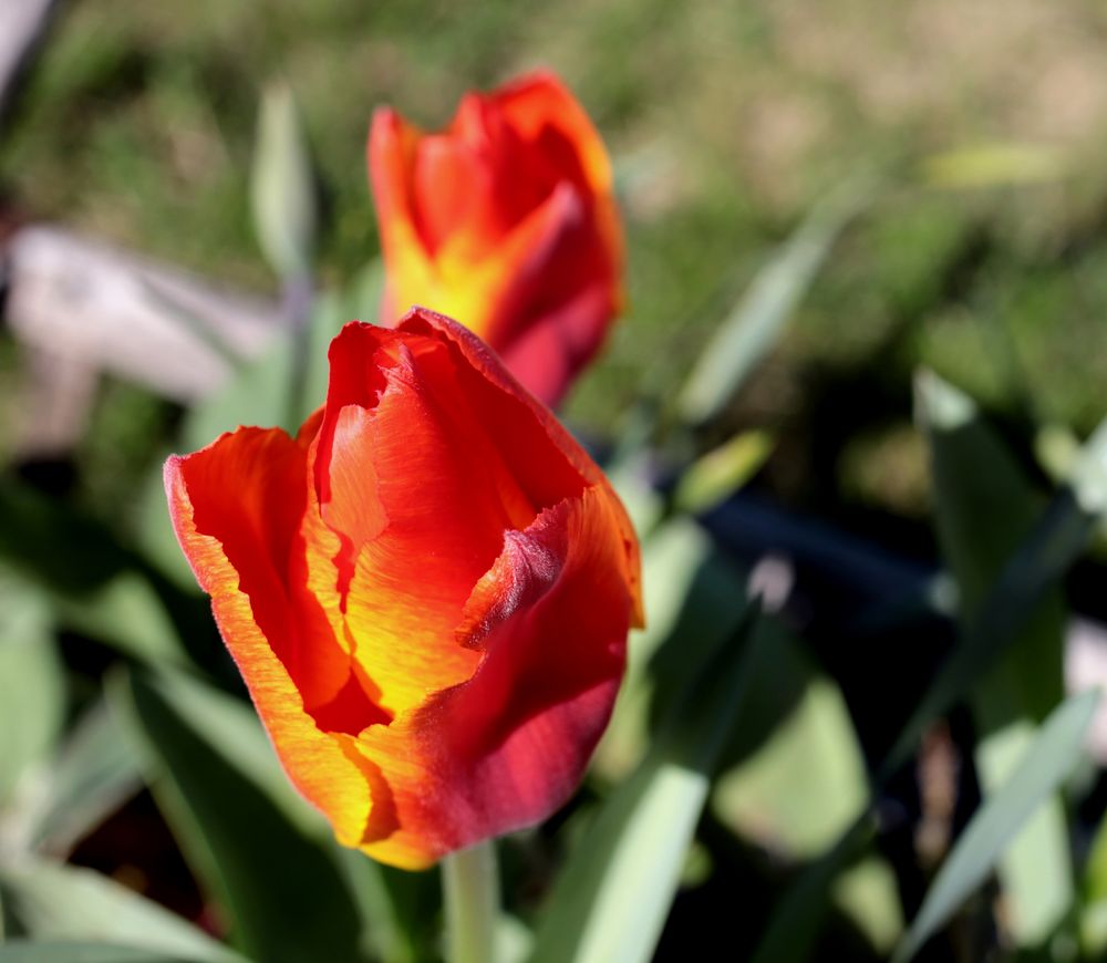 Tulpe