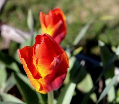 Tulpe