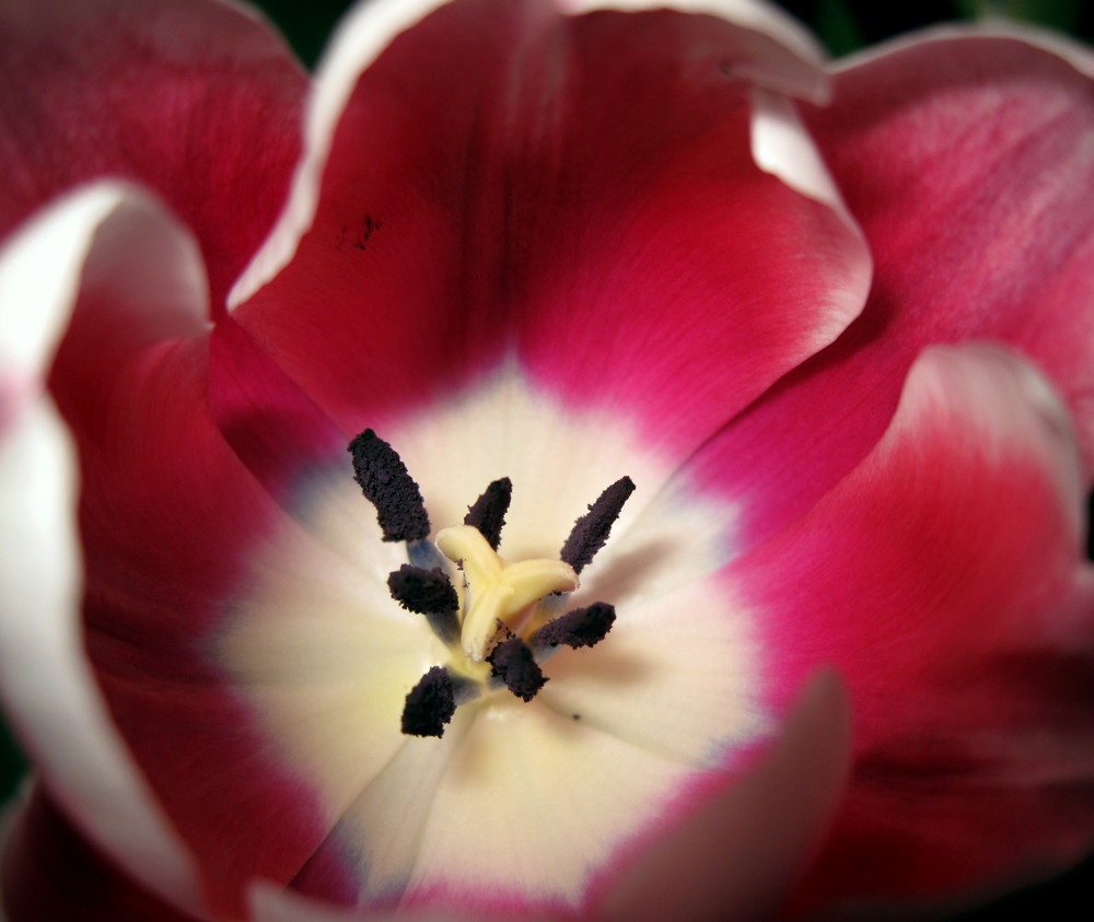 Tulpe