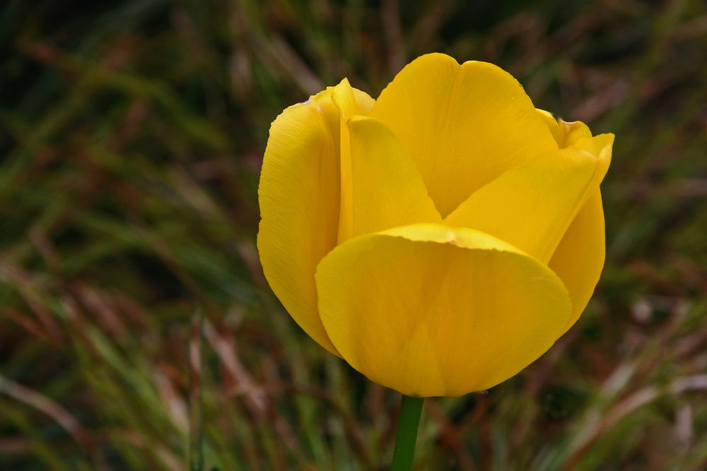 Tulpe