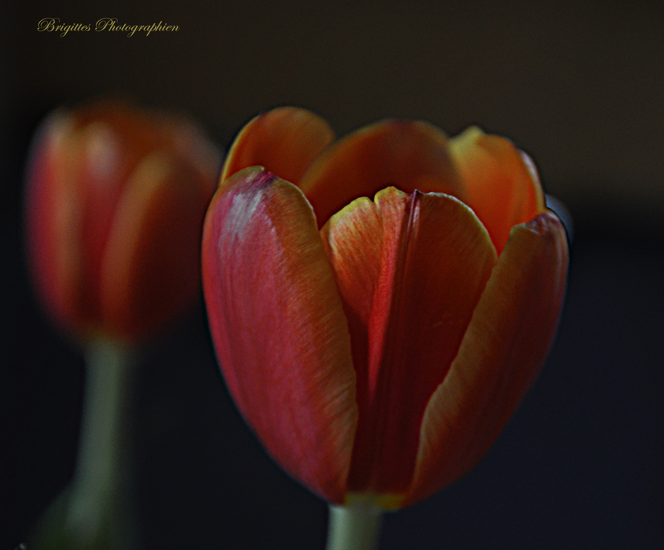 Tulpe