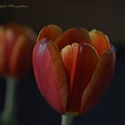 Tulpe