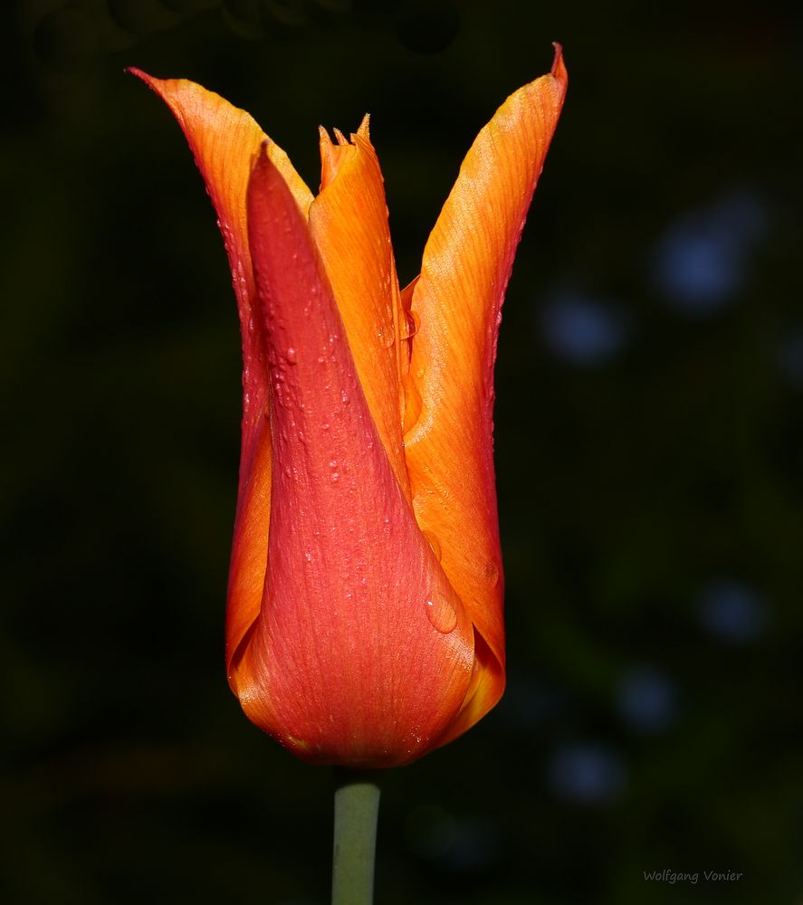 Tulpe