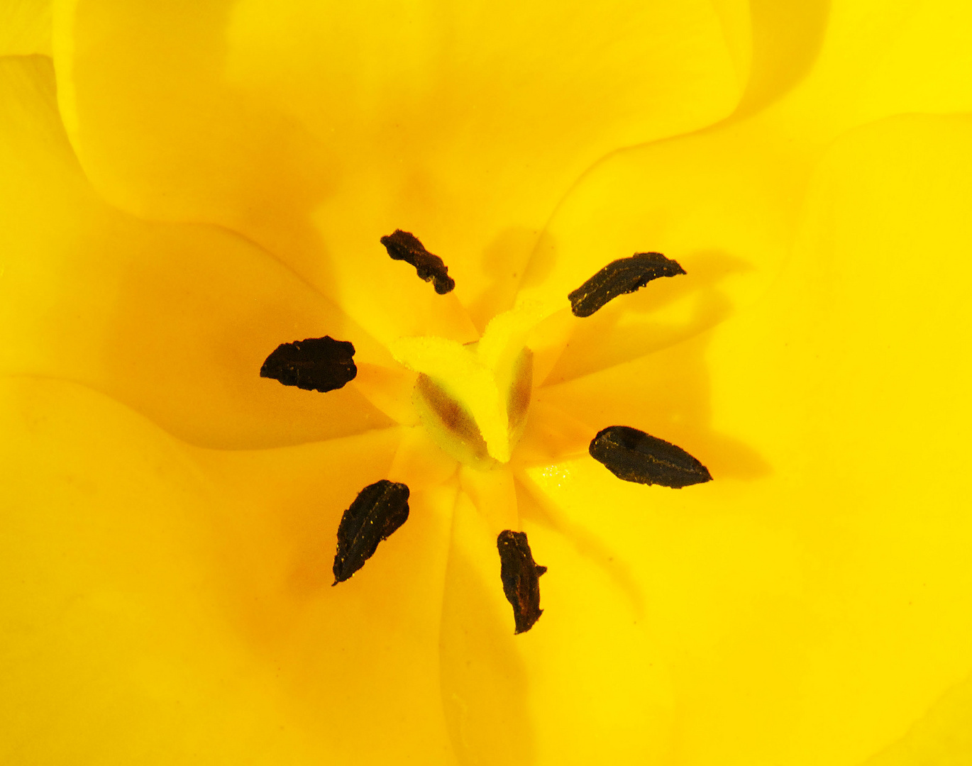 Tulpe 1