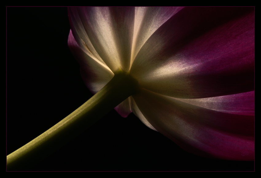 Tulpe (1)