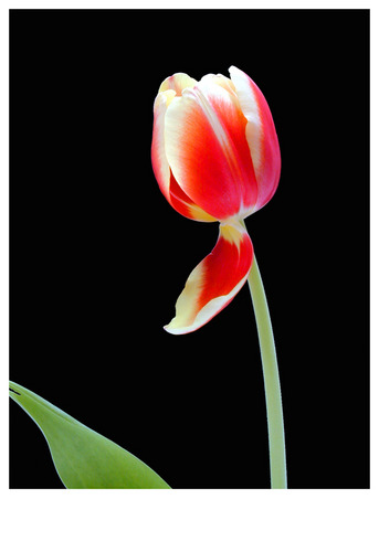 Tulpe 1