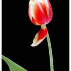 Tulpe 1