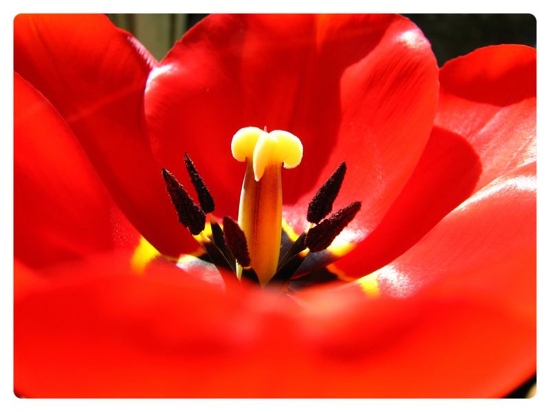 Tulpe 1