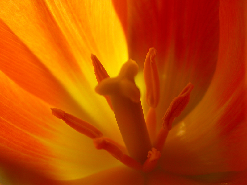 Tulpe 1