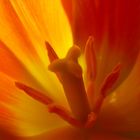 Tulpe 1