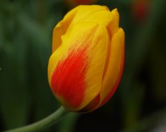 Tulpe 1