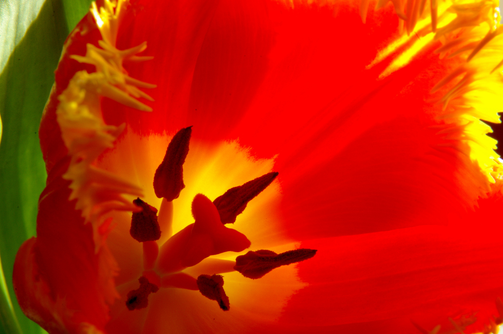 Tulpe 1