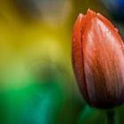 Tulpe 1