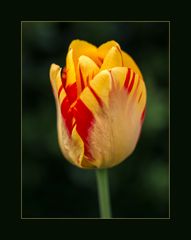 Tulpe 1