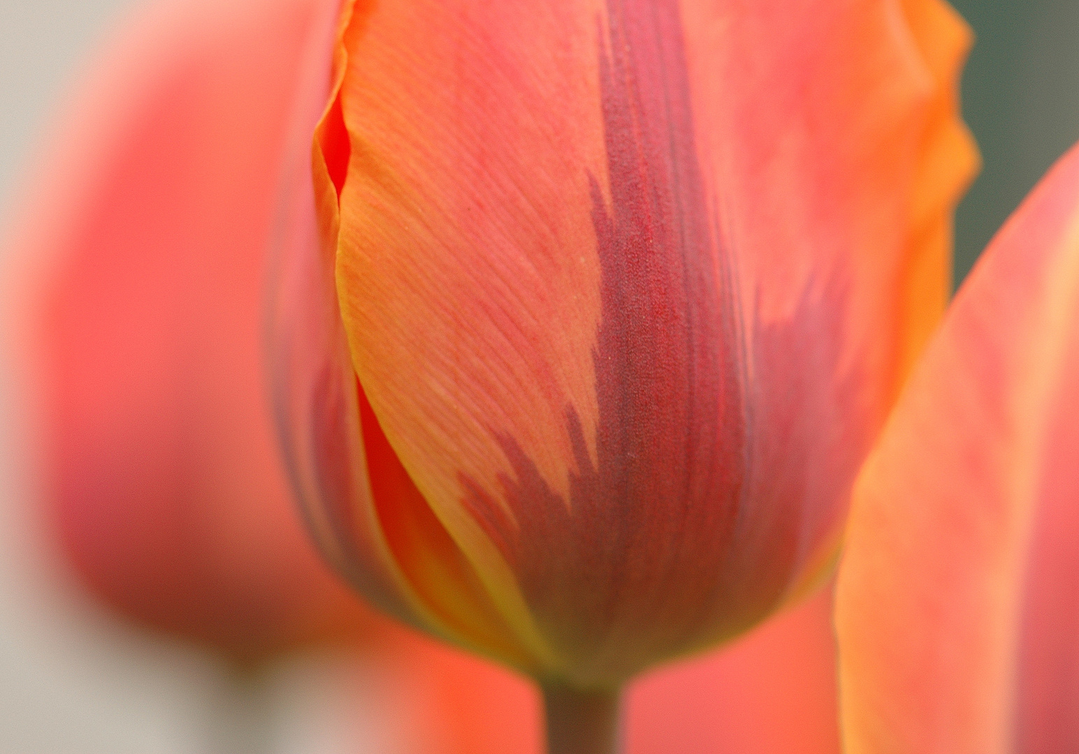 Tulpe 1