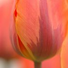 Tulpe 1