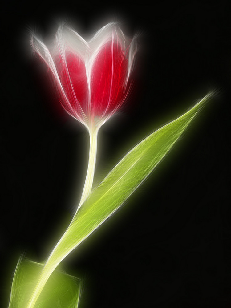 Tulpe 1