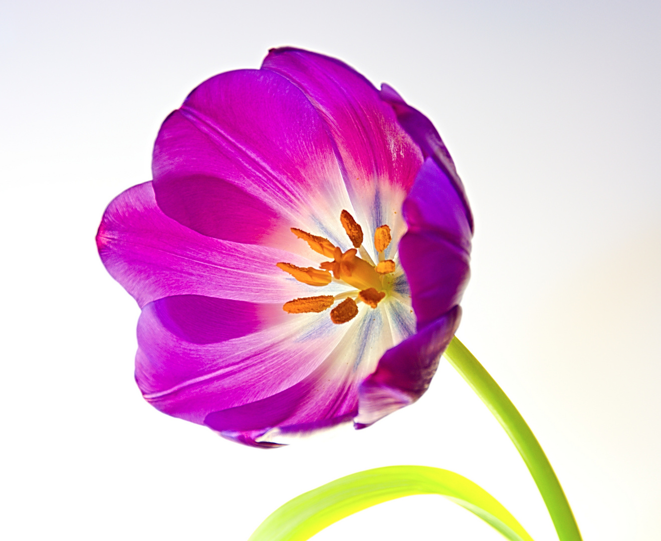 Tulpe-1