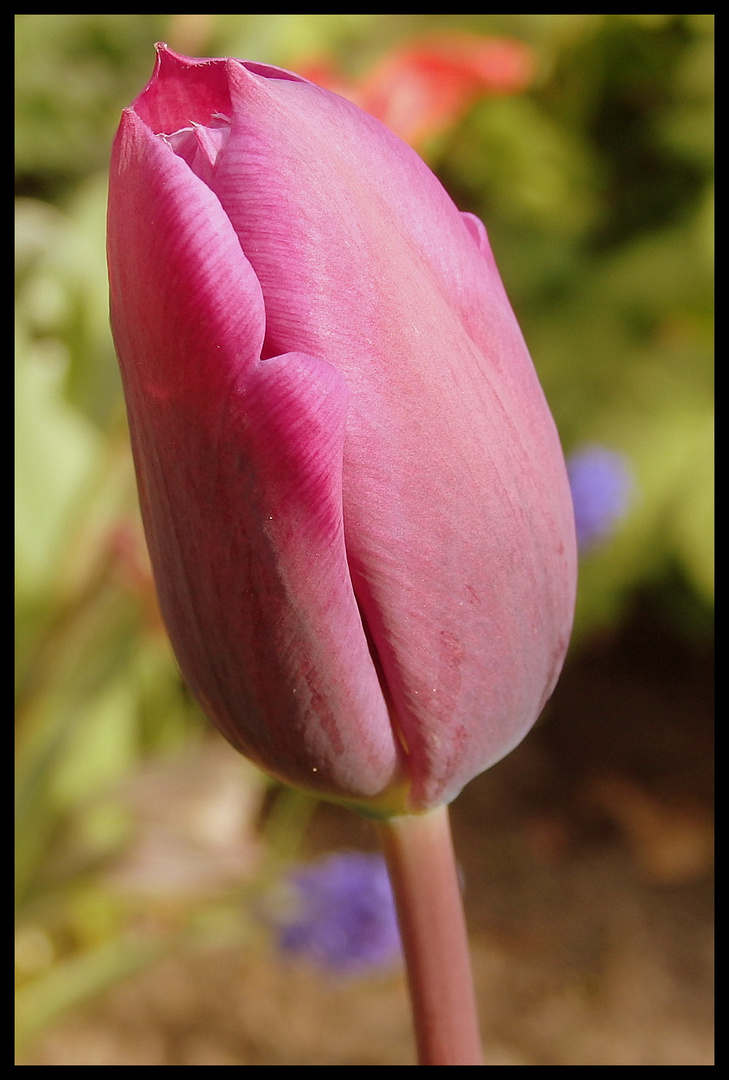 Tulpe 1