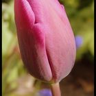 Tulpe 1