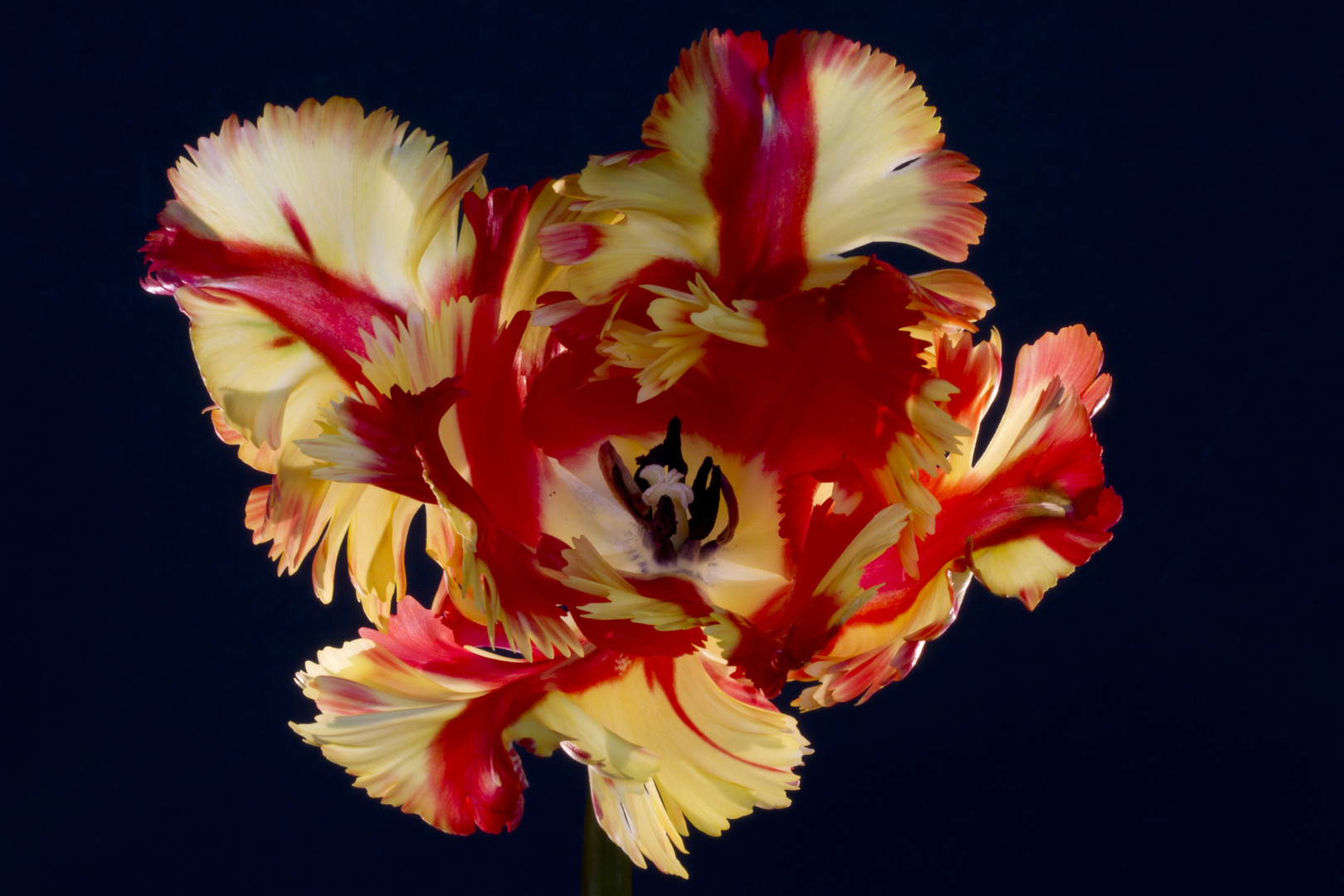 Tulpe 1