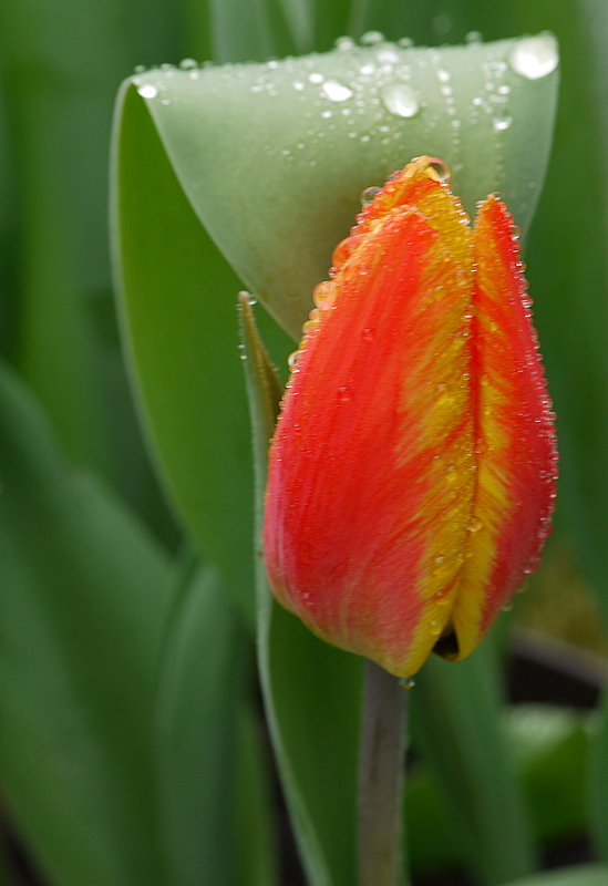 Tulpe 1