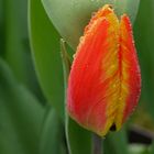 Tulpe 1