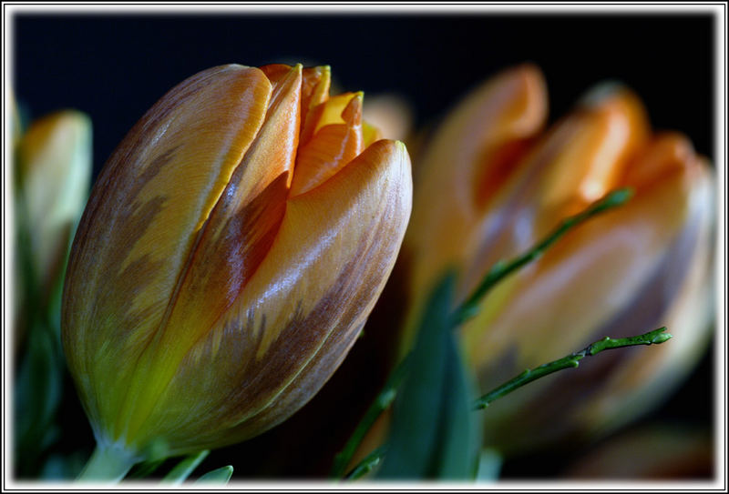 Tulpe 1