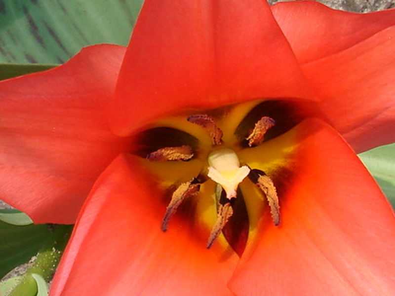 Tulpe 1