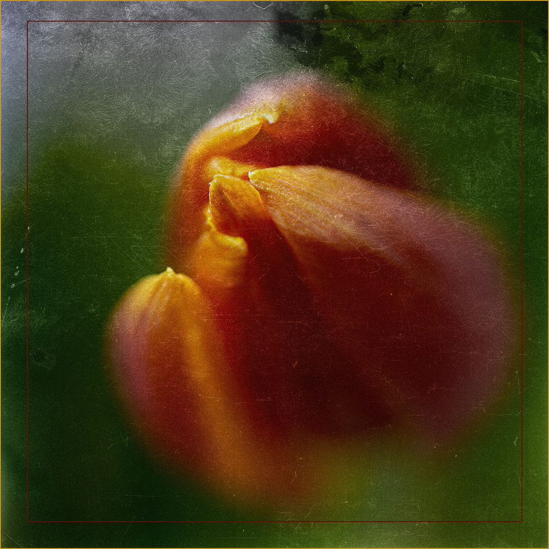 Tulpe 1