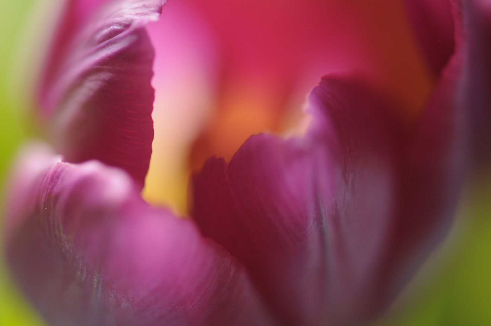 Tulpe 1