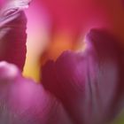 Tulpe 1