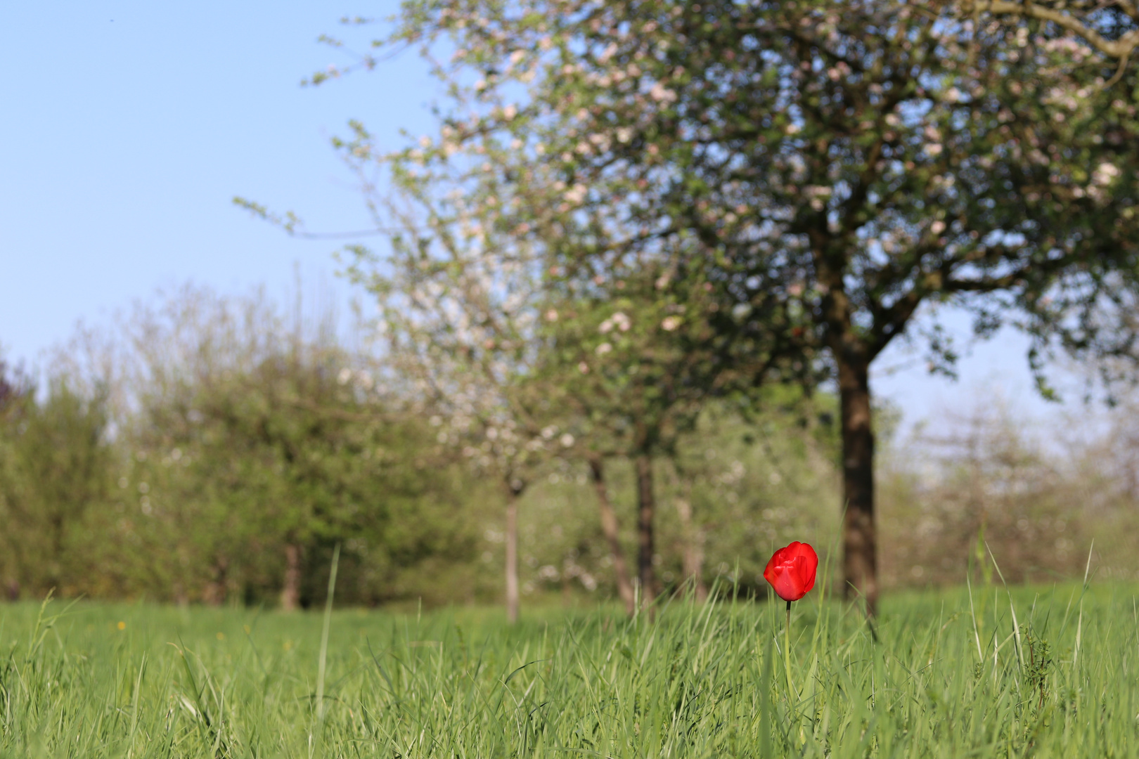 Tulpe 1 Aus der Bildreihe erste Aufnahmen EOS 80 D