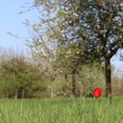 Tulpe 1 Aus der Bildreihe erste Aufnahmen EOS 80 D