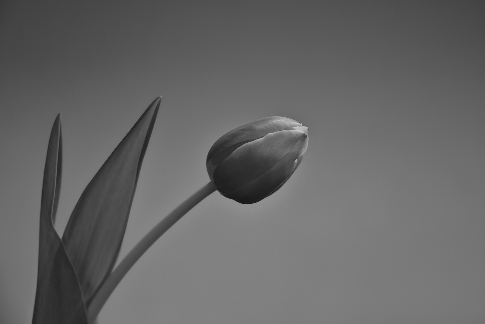 Tulpe #1