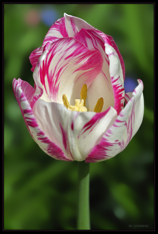 Tulpe 1