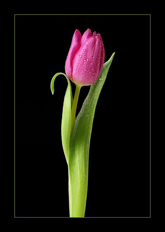 tulpe 1