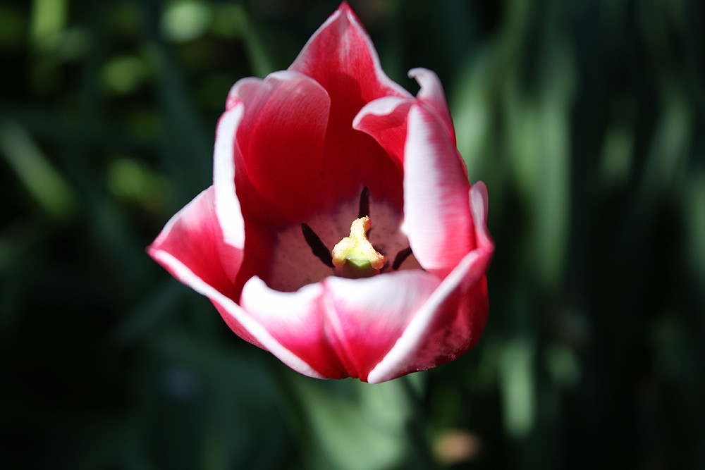 Tulpe #1